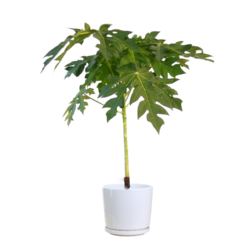 Papaya